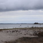 Sæler på Baagø